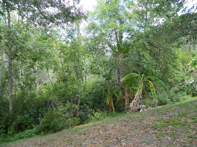 view of local wilderness