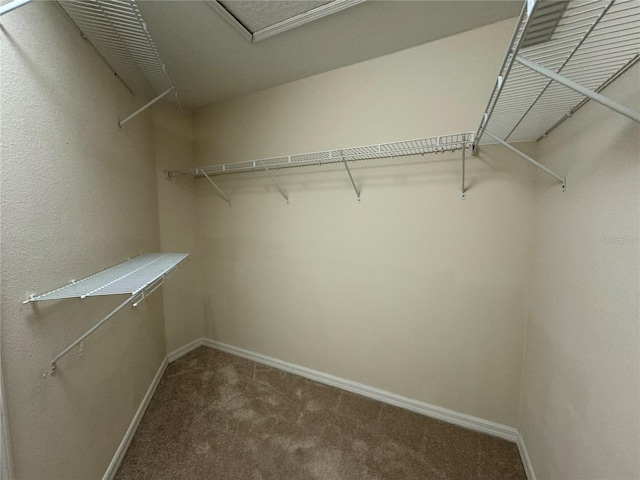 walk in closet featuring carpet floors