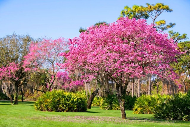 view of property's community featuring a lawn