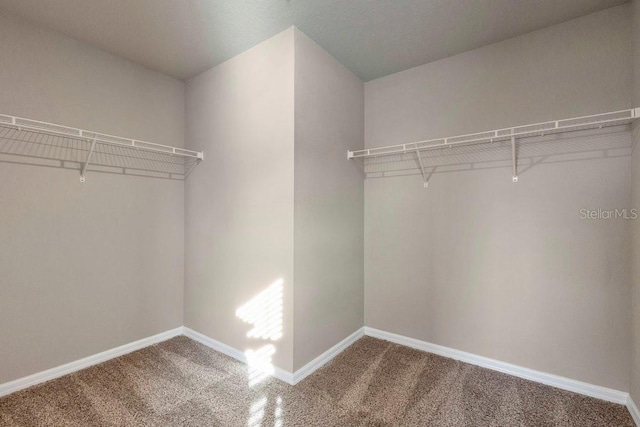 walk in closet with carpet flooring