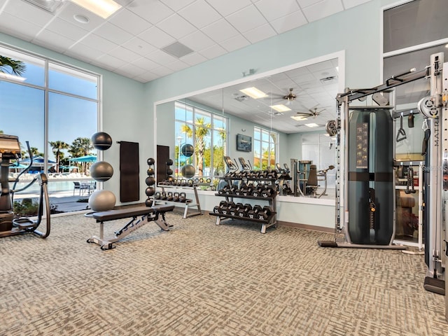 exercise room featuring a drop ceiling, ceiling fan, and carpet flooring