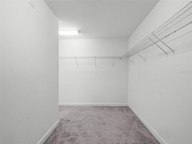 walk in closet featuring carpet