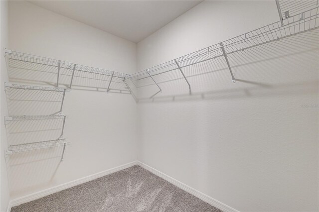 walk in closet featuring carpet flooring