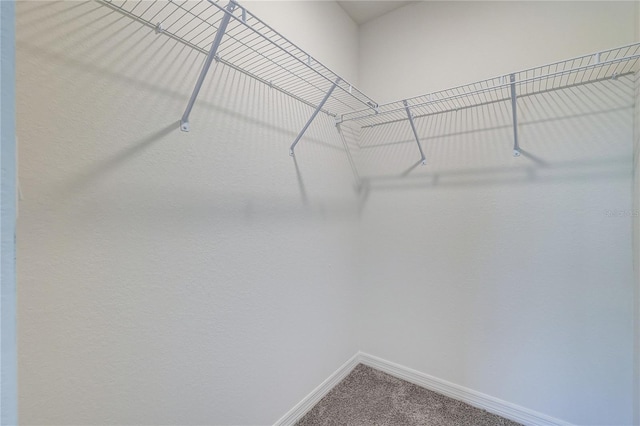 spacious closet with carpet flooring