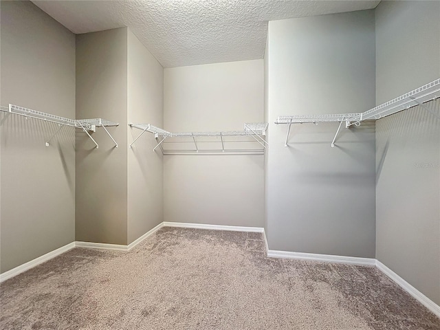 walk in closet featuring carpet floors