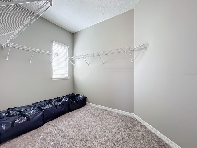 spacious closet featuring carpet