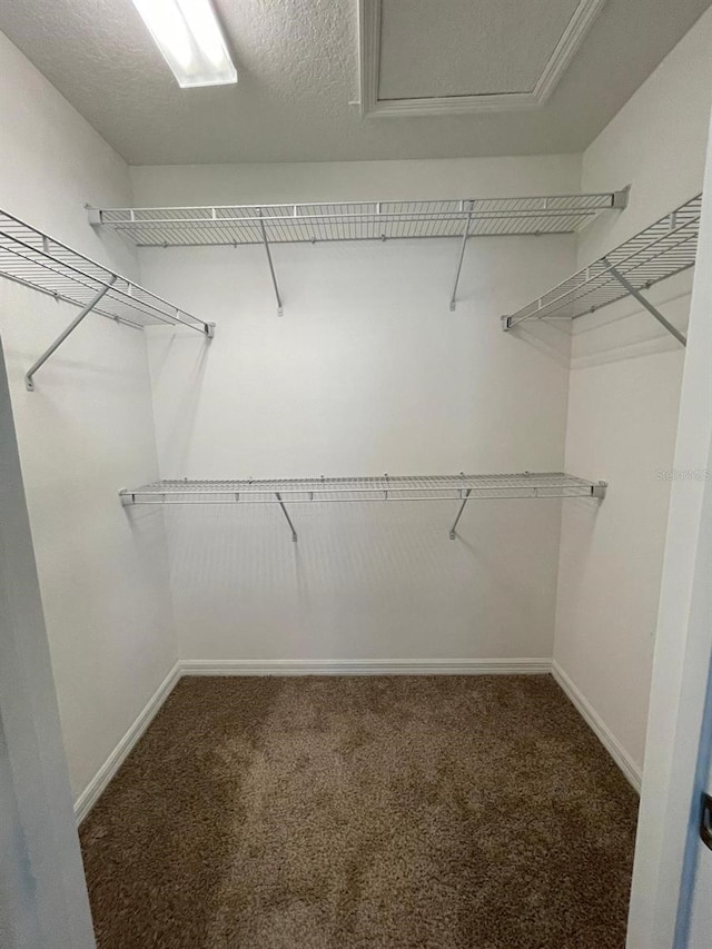 spacious closet with carpet floors