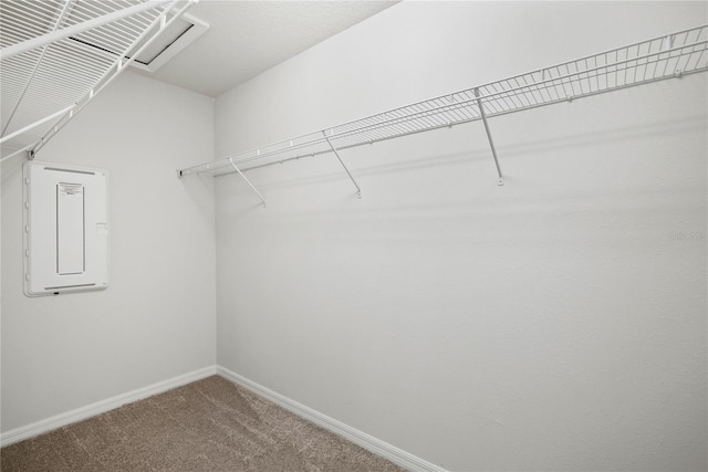 spacious closet featuring electric panel and carpet flooring