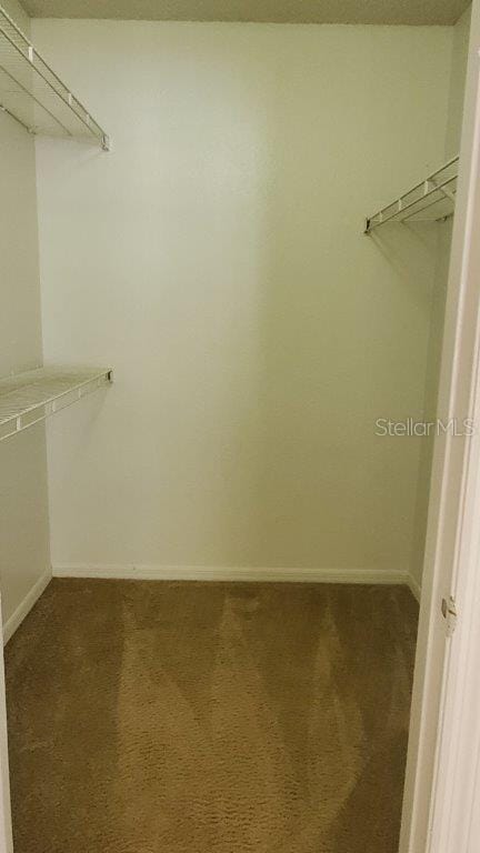 spacious closet featuring carpet floors