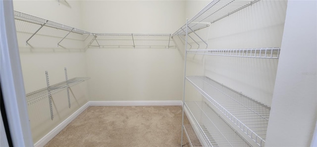 walk in closet with carpet flooring