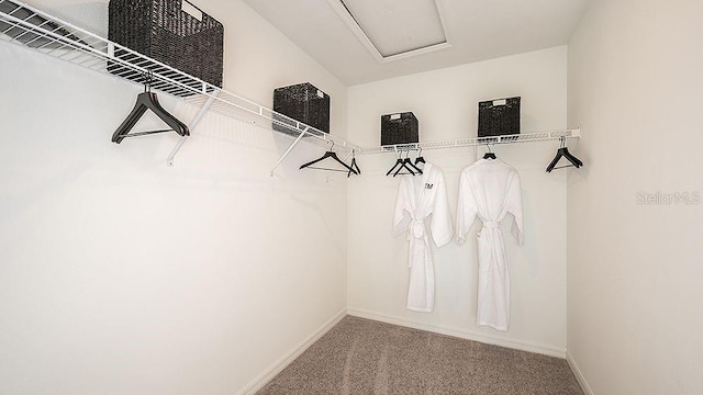 spacious closet featuring carpet flooring