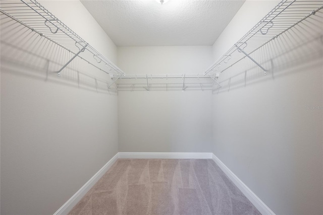 spacious closet featuring carpet