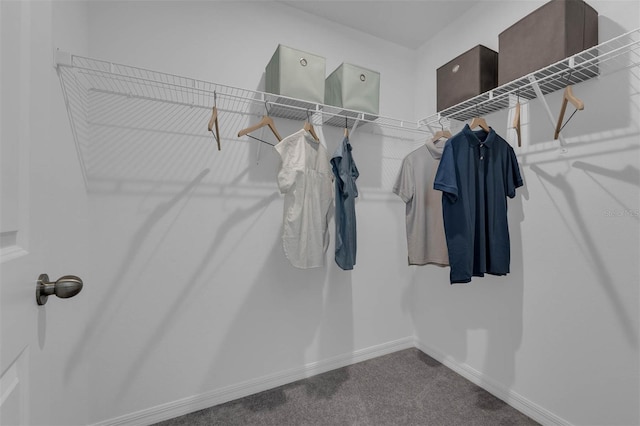 spacious closet featuring carpet flooring