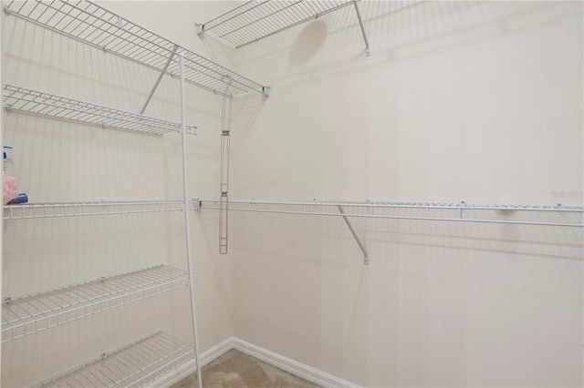 spacious closet featuring carpet flooring