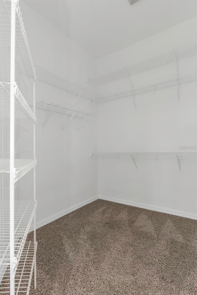 spacious closet with carpet flooring