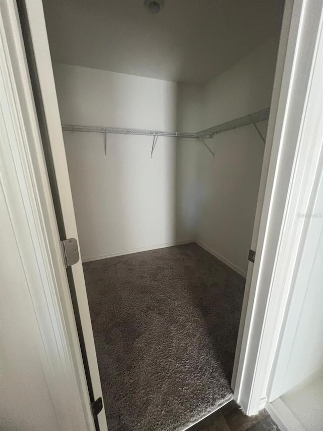 walk in closet with dark colored carpet