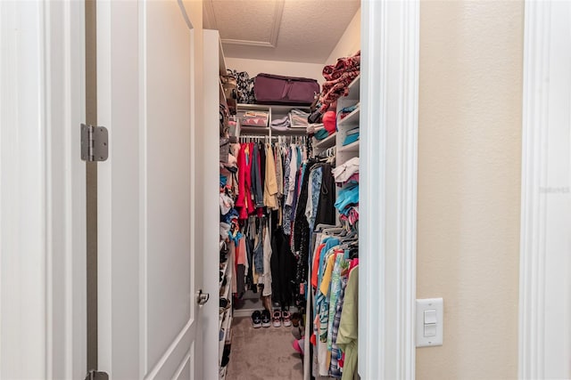 spacious closet featuring carpet