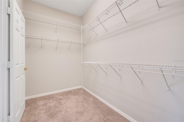 spacious closet featuring carpet