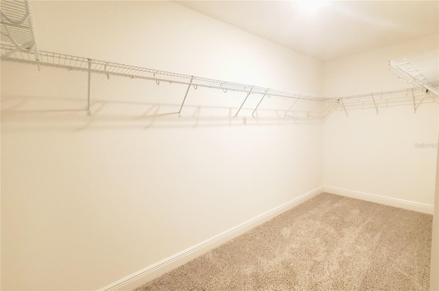 spacious closet with carpet