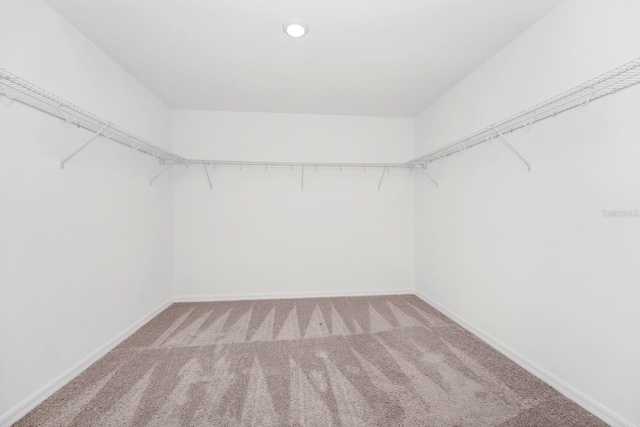 spacious closet featuring carpet flooring