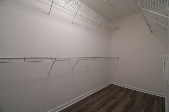 spacious closet featuring dark hardwood / wood-style flooring