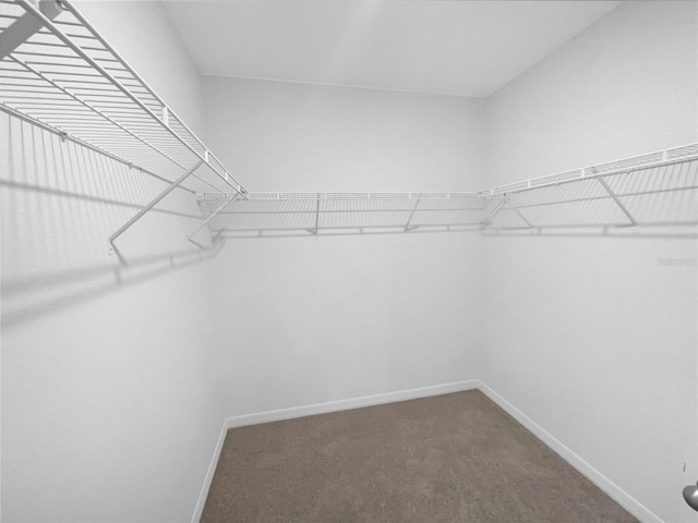 walk in closet with carpet