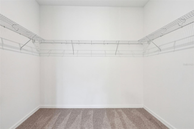 spacious closet featuring carpet floors