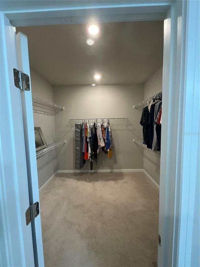 walk in closet featuring carpet floors