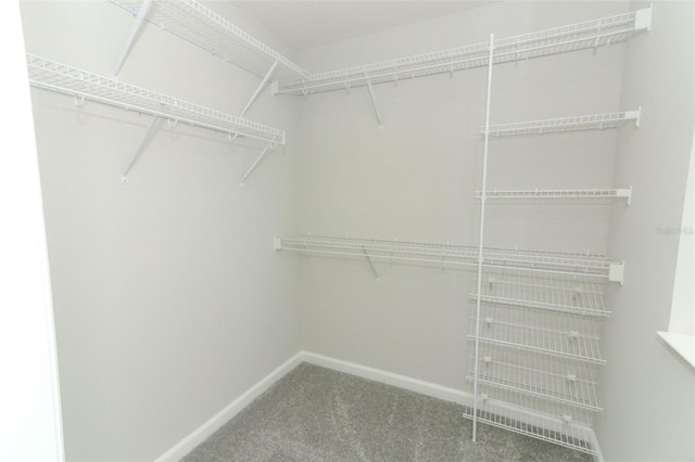 walk in closet with carpet flooring