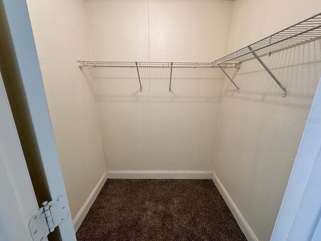 walk in closet with carpet floors