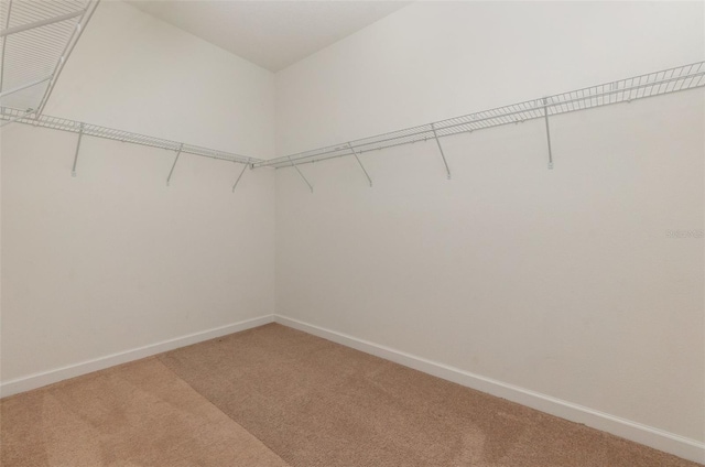 spacious closet featuring carpet