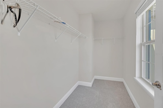 walk in closet featuring carpet floors