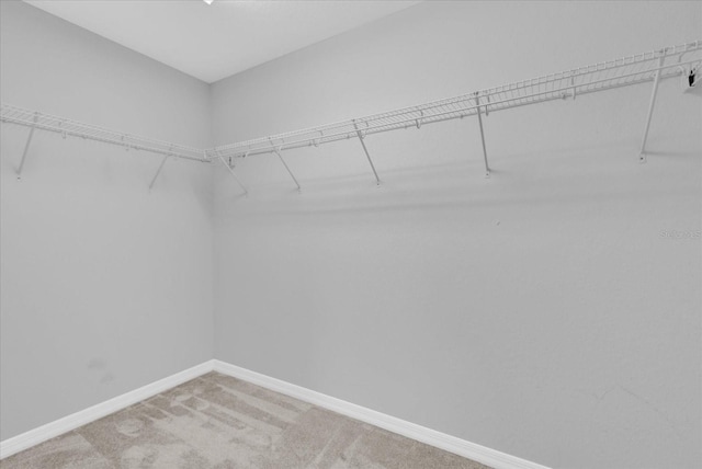 spacious closet featuring carpet flooring