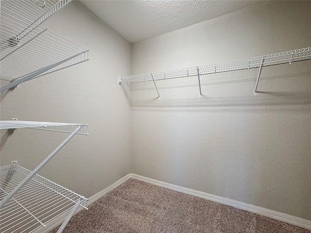 walk in closet featuring carpet flooring