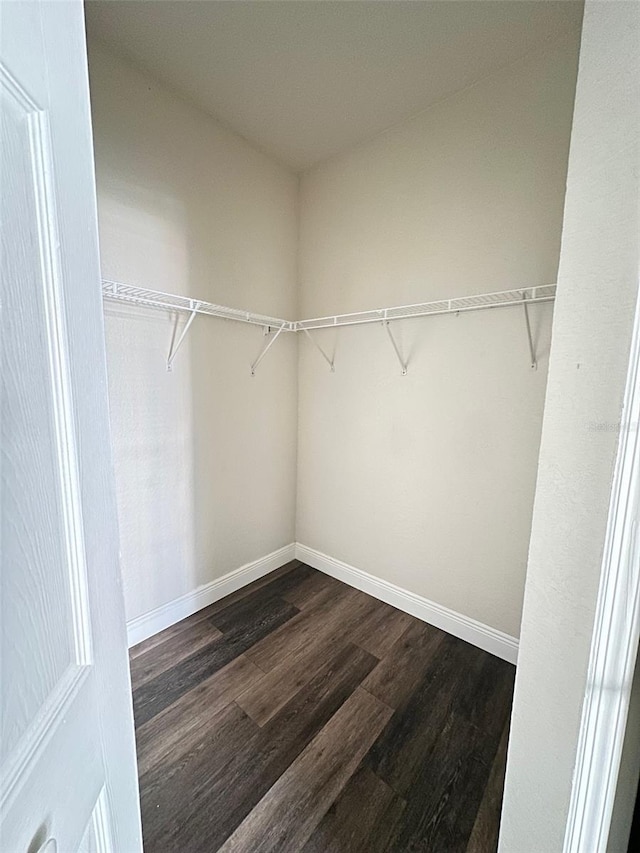 spacious closet featuring dark wood-type flooring