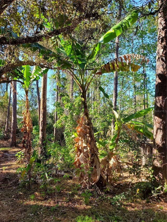 view of local wilderness