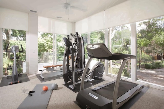 workout area featuring visible vents, carpet, a ceiling fan, and expansive windows