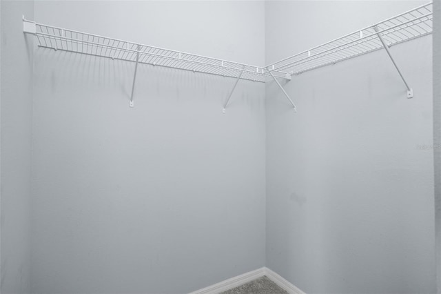 walk in closet featuring carpet flooring