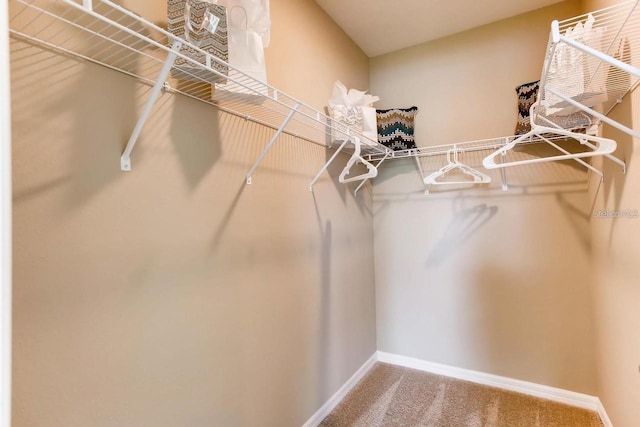 spacious closet featuring carpet floors