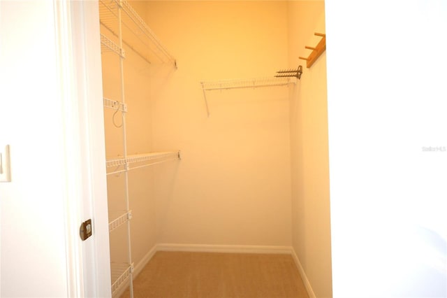 spacious closet featuring carpet floors