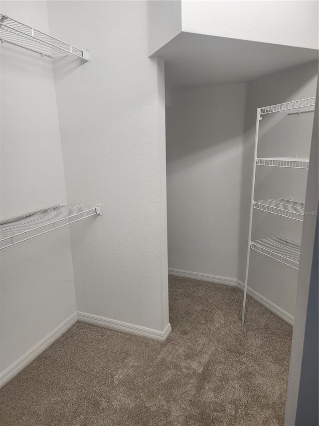 walk in closet featuring carpet