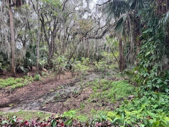 view of local wilderness