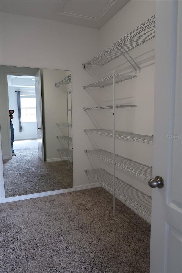 walk in closet featuring carpet floors