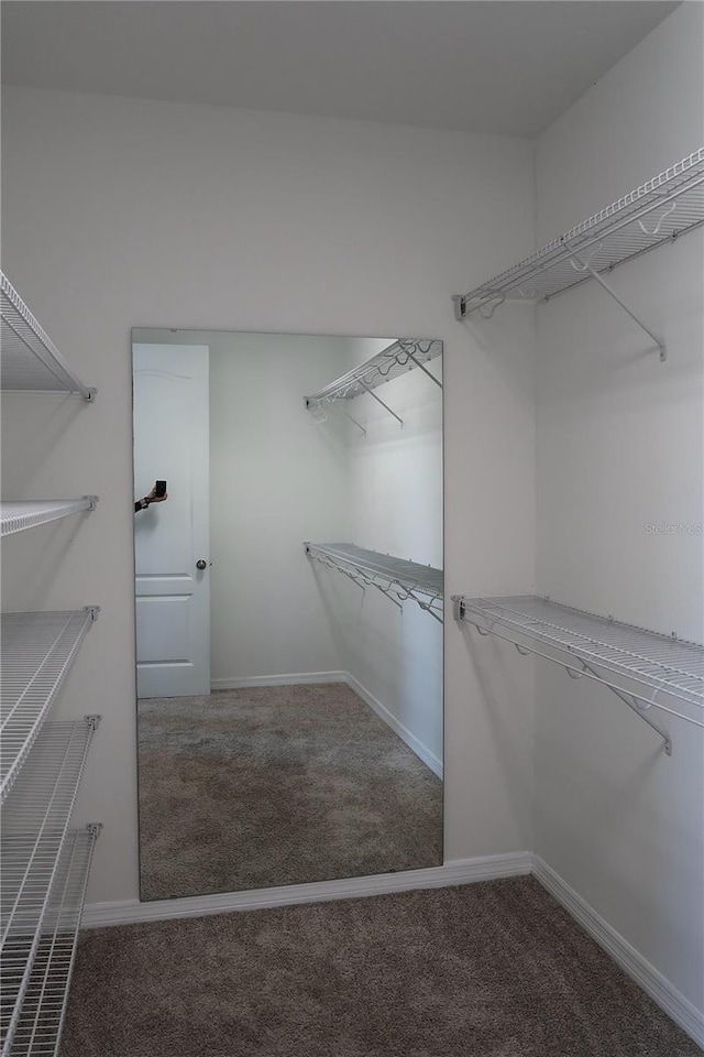 spacious closet featuring carpet floors