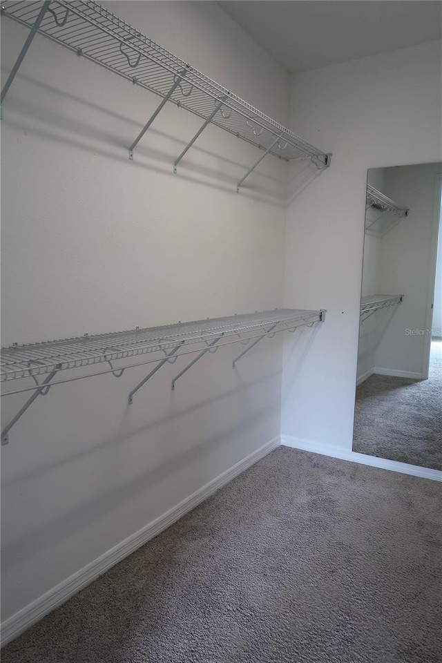 spacious closet with carpet floors