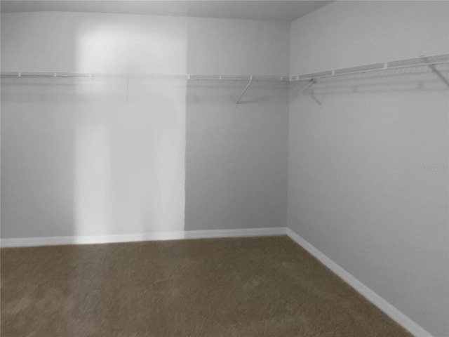 walk in closet with carpet floors