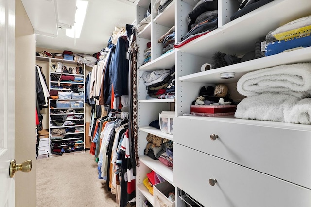spacious closet featuring carpet floors
