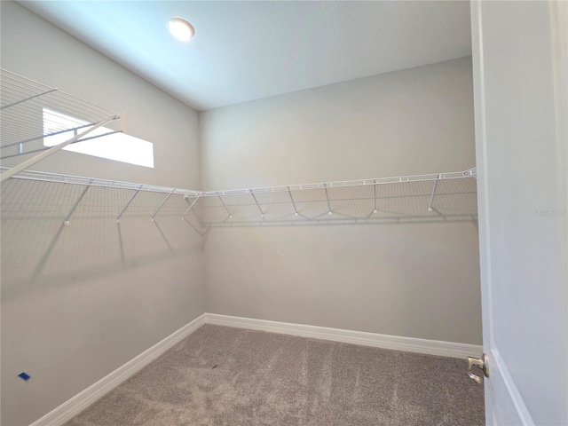 walk in closet featuring carpet flooring