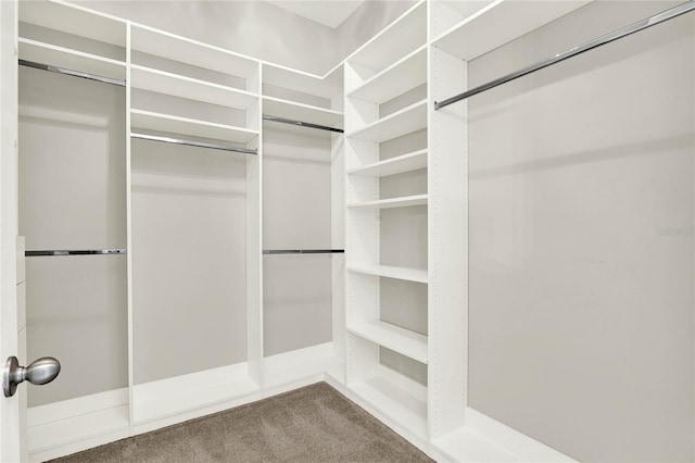 walk in closet featuring carpet flooring