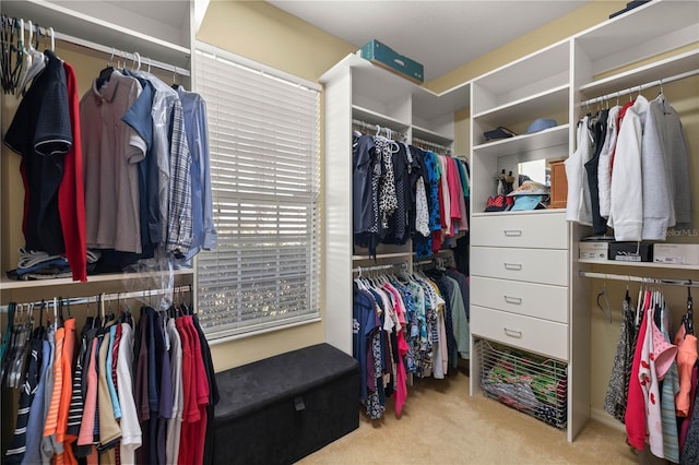 walk in closet with carpet flooring